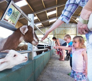 Bocketts-goat crop