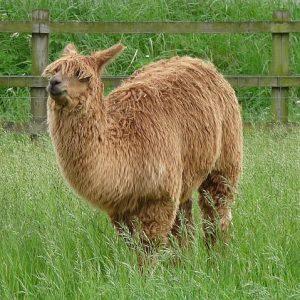 Darts Farm - Alpaca