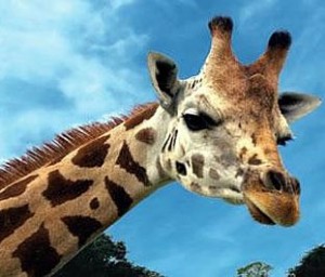 giraffe