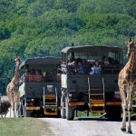 African Experience Port Lympne Reserve crop