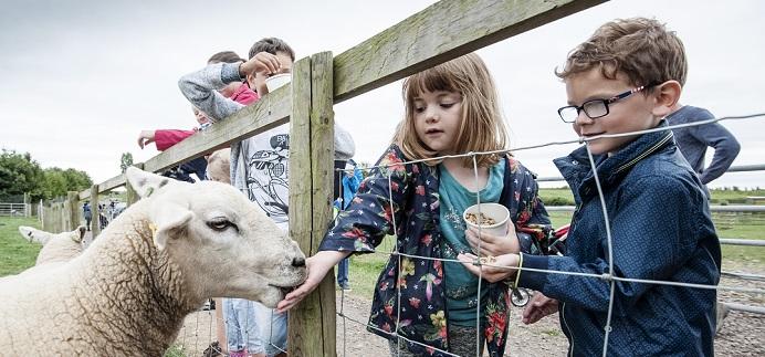 Sheep feeding