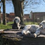 Little lambs resting on tree stump
