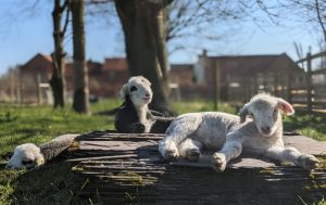 Little lambs resting on tree stump
